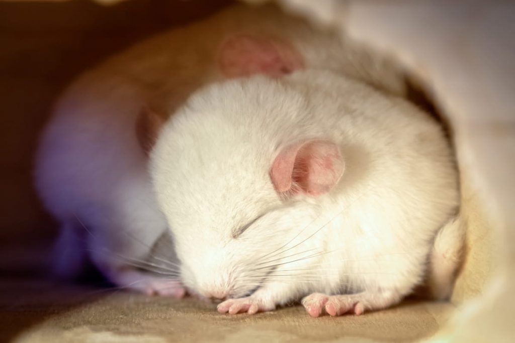 White baby chinchilla is sleeping 