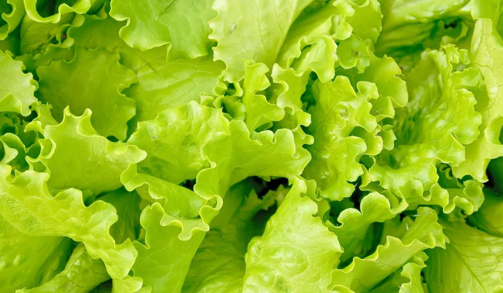 a fresh crispy lettuce 