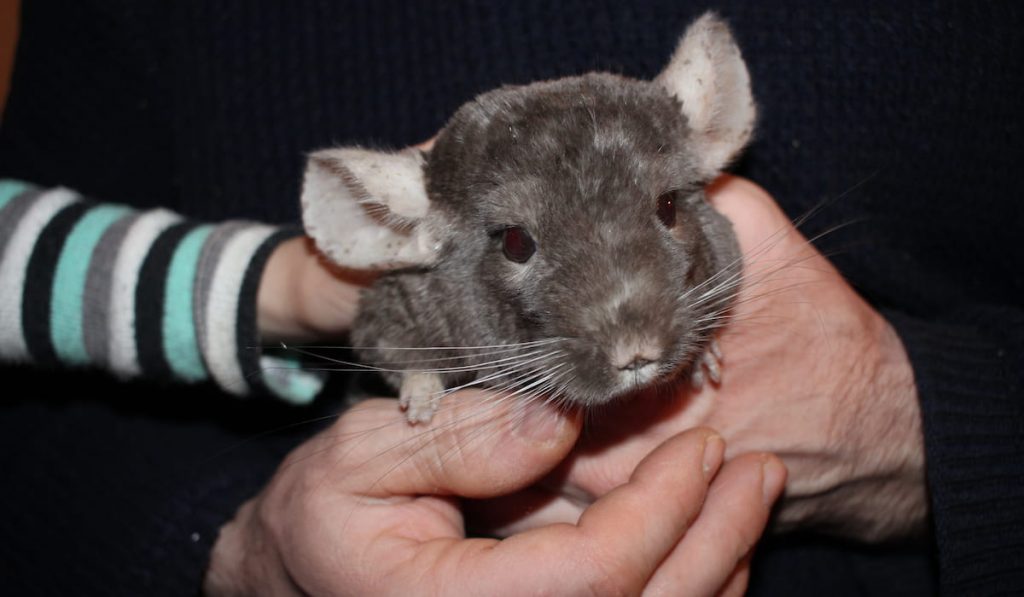 a man and a child hold a chinchilla 
