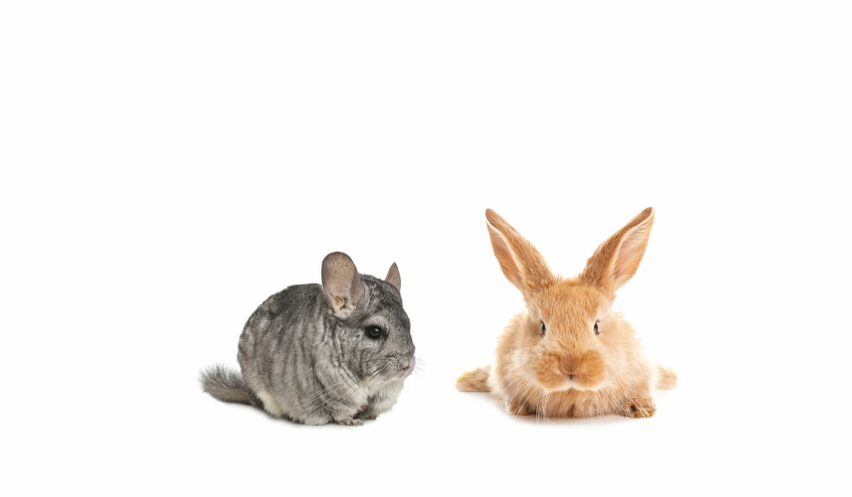 chinchilla and rabbit