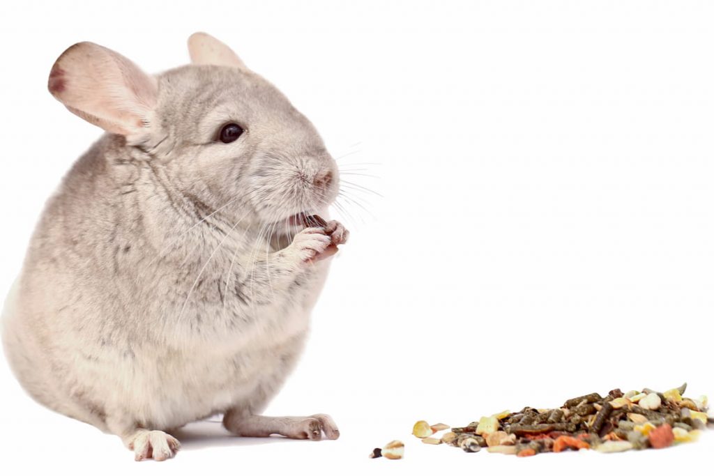 chinchilla eating