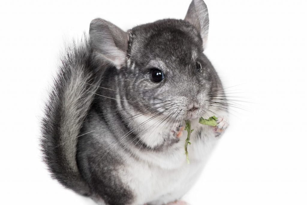 chinchilla eating