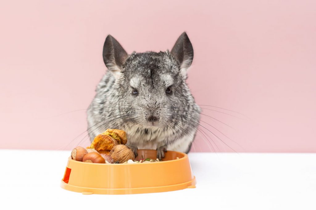 chinchilla eats its food from a bowl