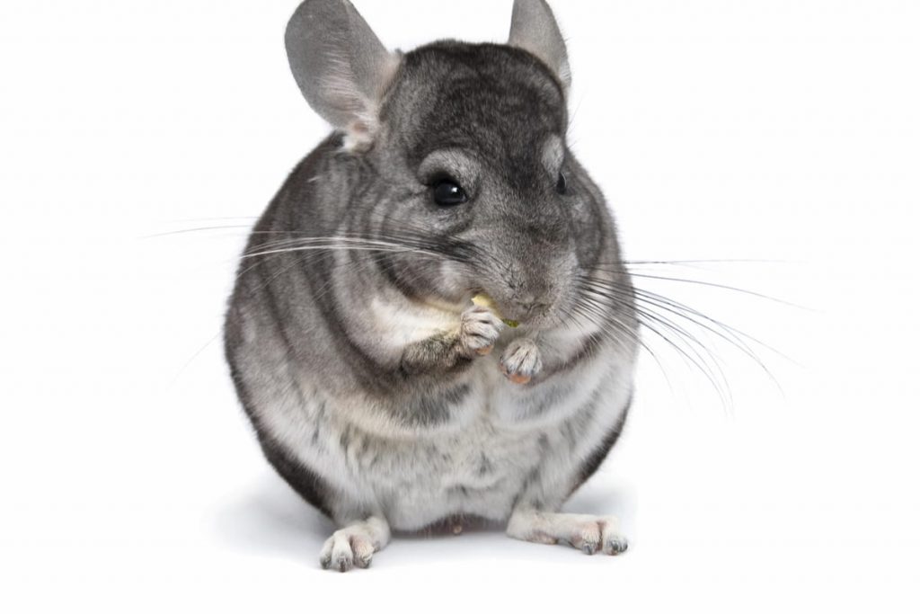 chinchilla eats