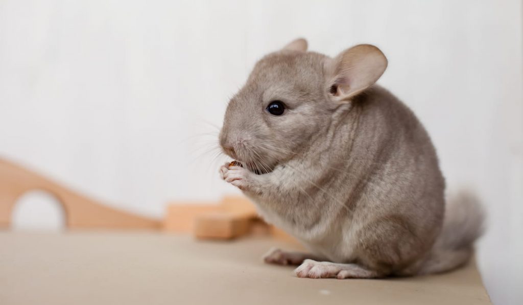 chinchilla holds a treat in its paws and eats 