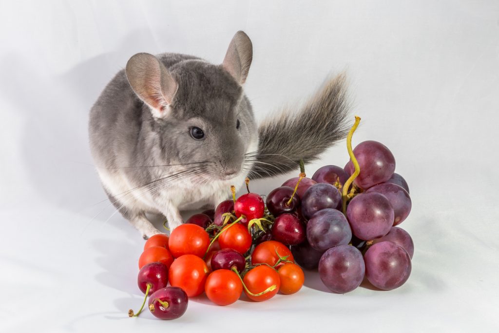 chinchilla next to fresh grapes and tomatoes