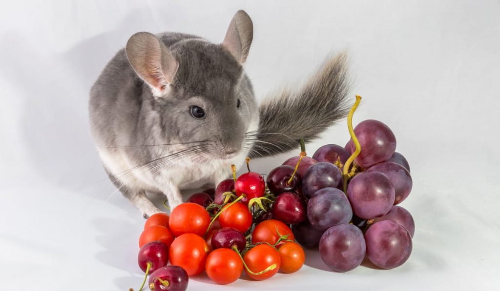 chinchilla next to fresh grapes