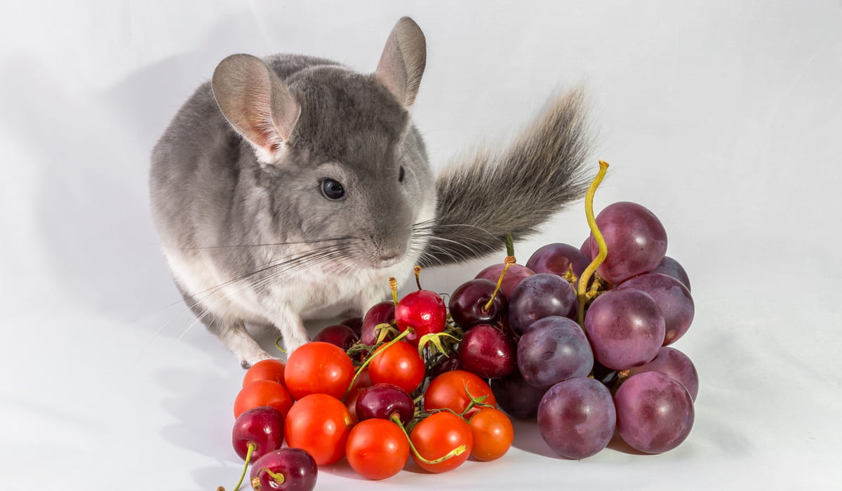 Can Chinchillas Eat Rabbit Food? Cheerful Chinchilla