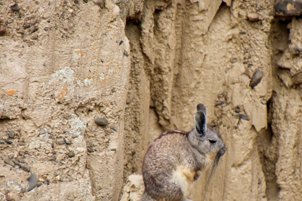 chinchilla on a rock ledge 