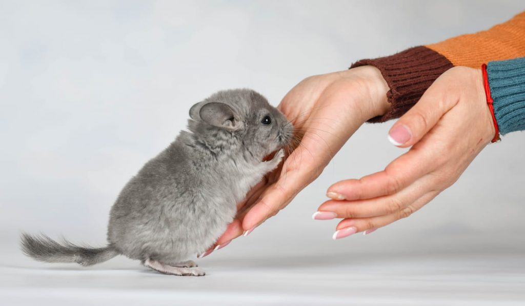 chinchilla on a white background with a human hand 