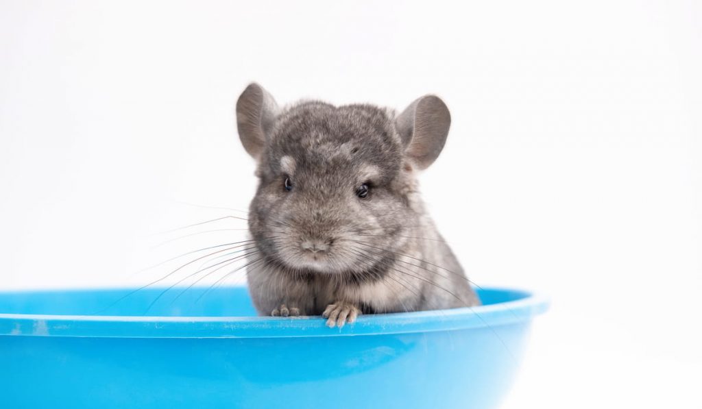 chinchilla playing on sand