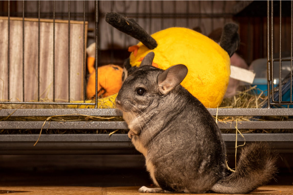 chinchilla sits at the entrance to his cage