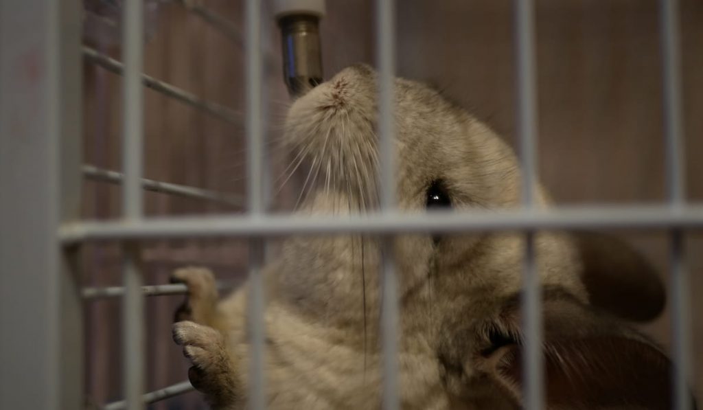 chinchilla who drinks water 