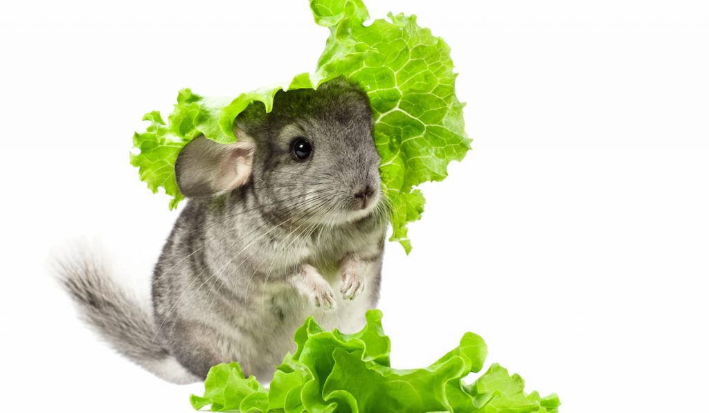 chinchilla with a green salad 