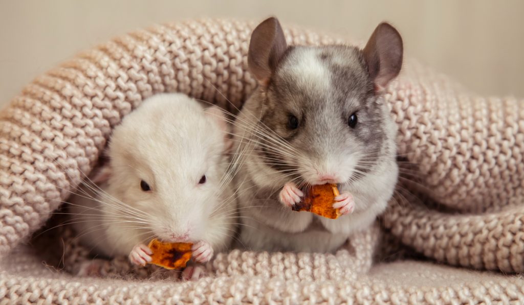 chinchillas eat delicious treats