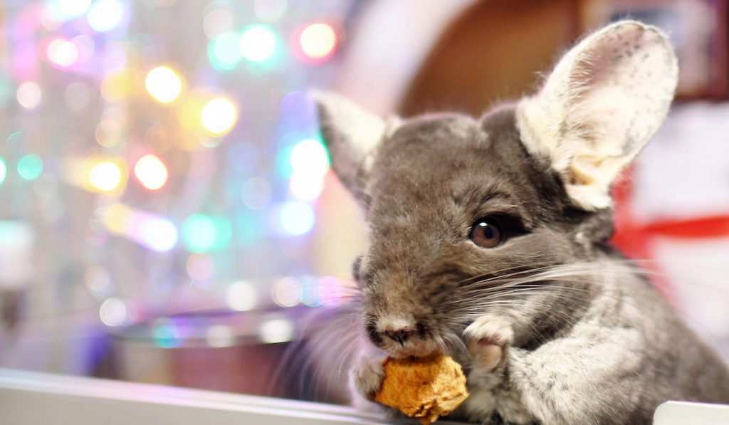 cute brown chinchilla is eating dry apple 