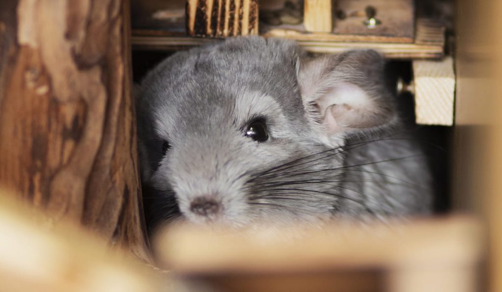 cute chinchilla looks frightened from a mink 
