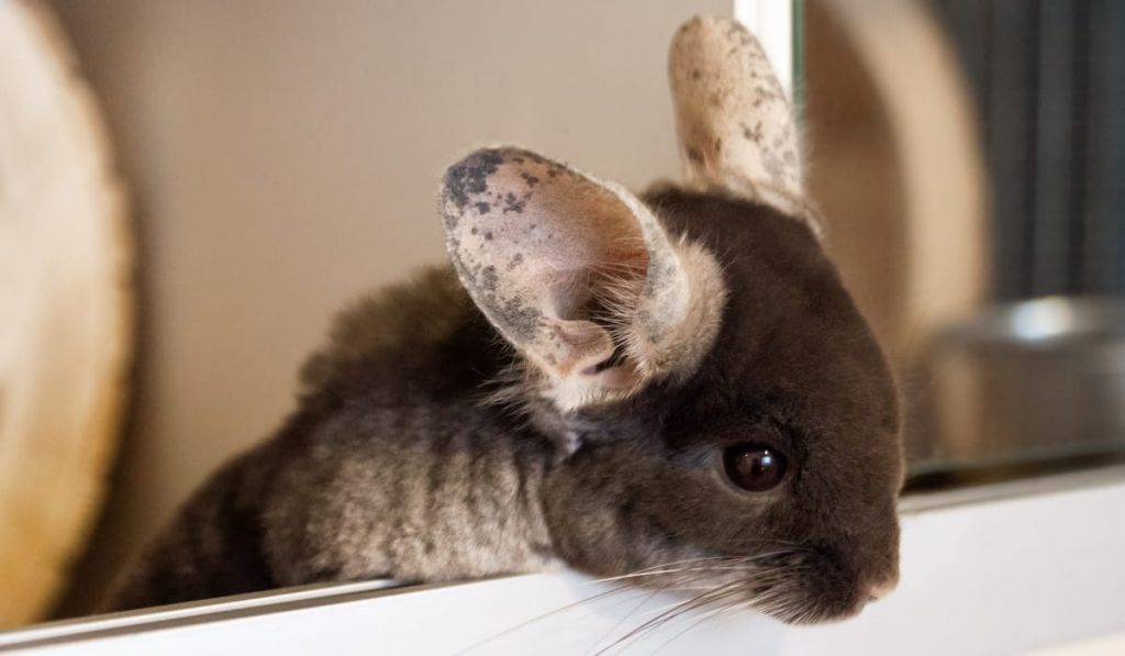 cute chinchilla of brown velvet color is sitting 