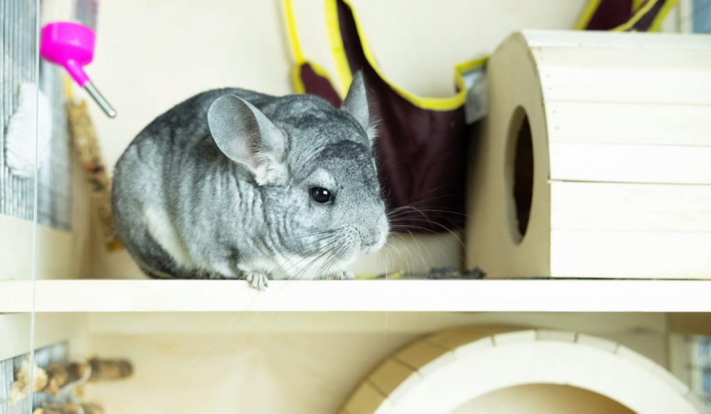 cute gray chinchilla sitting inside of his cage 