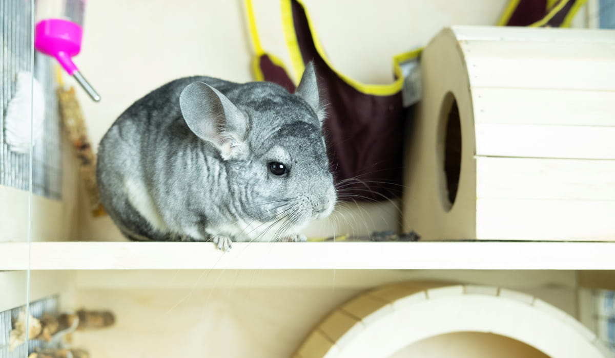 Chinchilla Throwing Poop? Cheerful Chinchilla