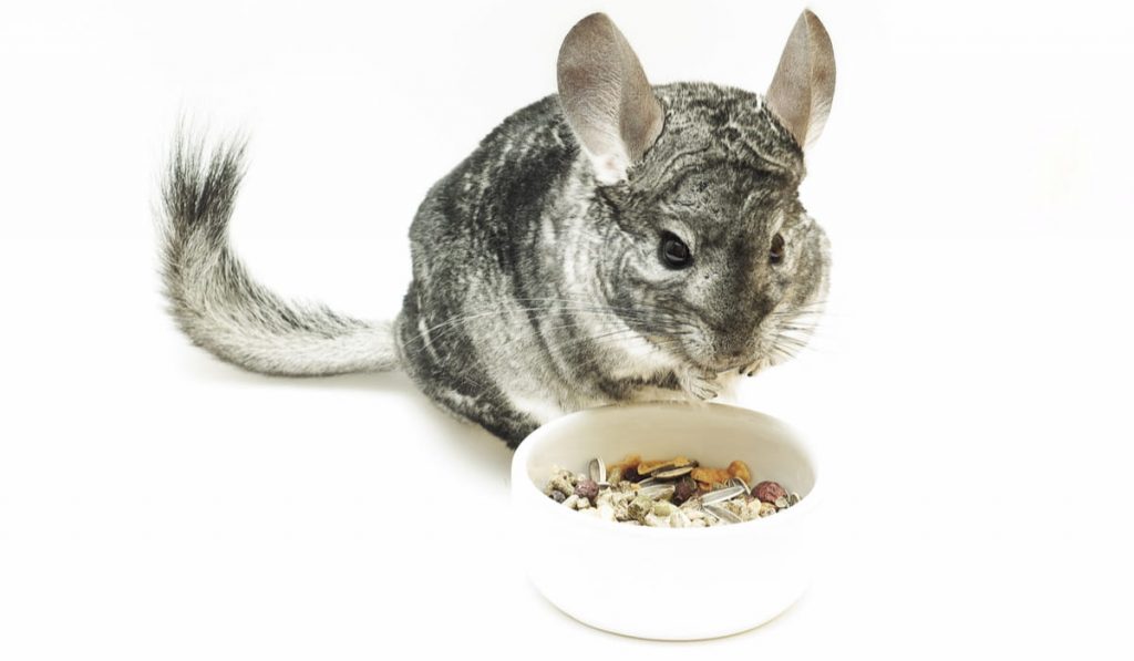 eating chinchilla