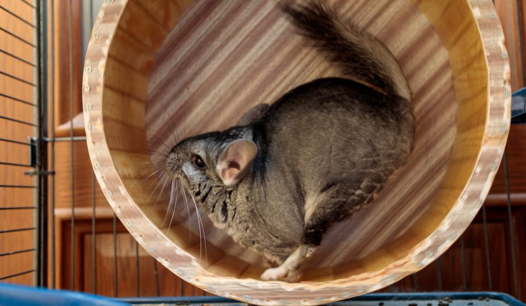 fluffy gray chinchilla runs in a wheel 