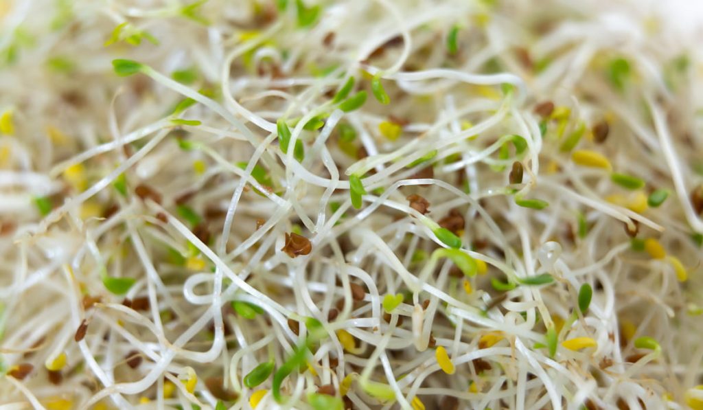 fresh and raw alfalfa sprouts 