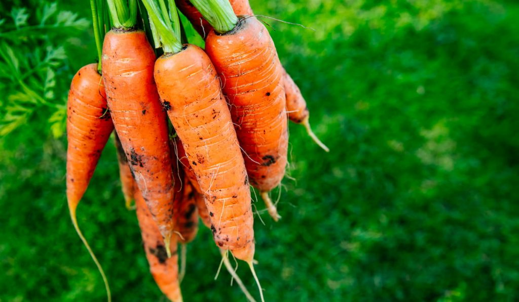 fresh harvest of organic carrots 