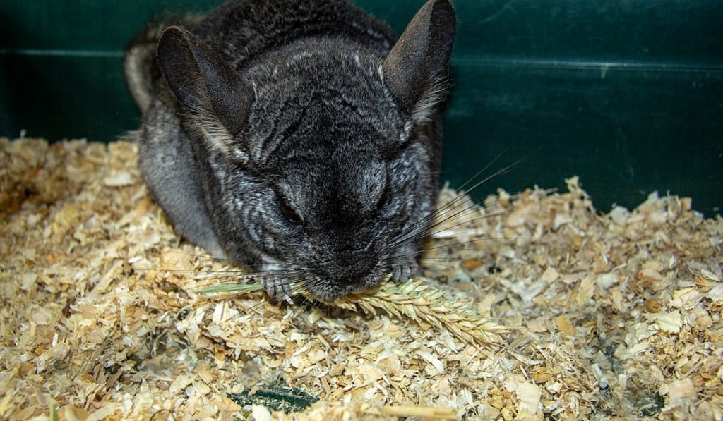 gray chinchilla eating spikelet of wheat 