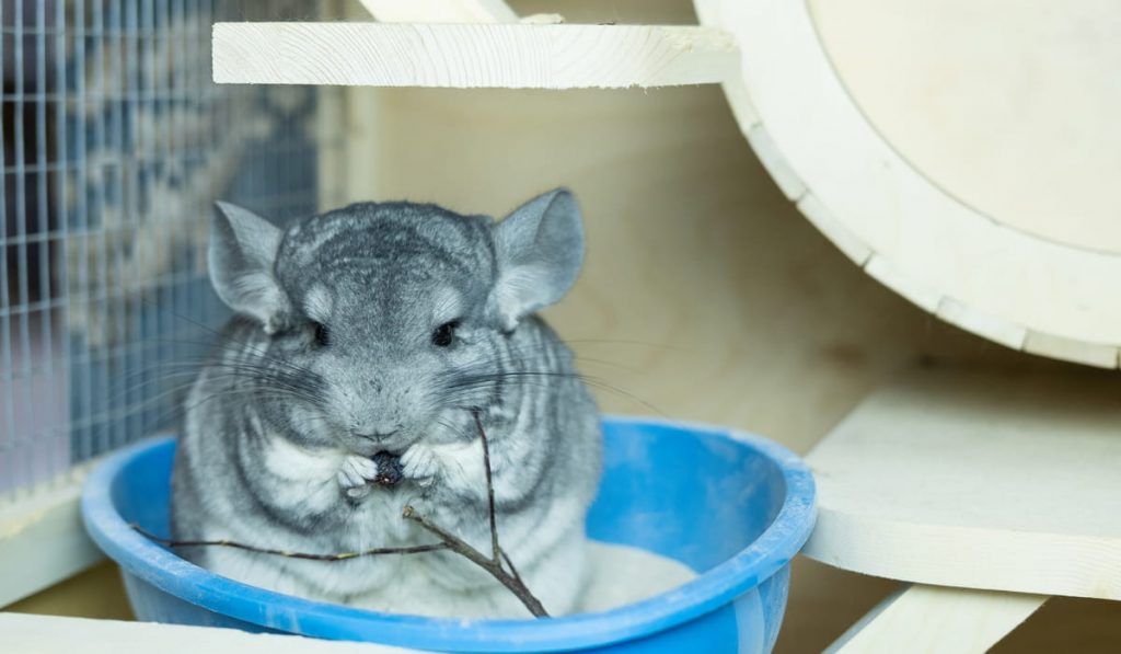 gray chinchilla sits in a cage and eats a herbal stick
