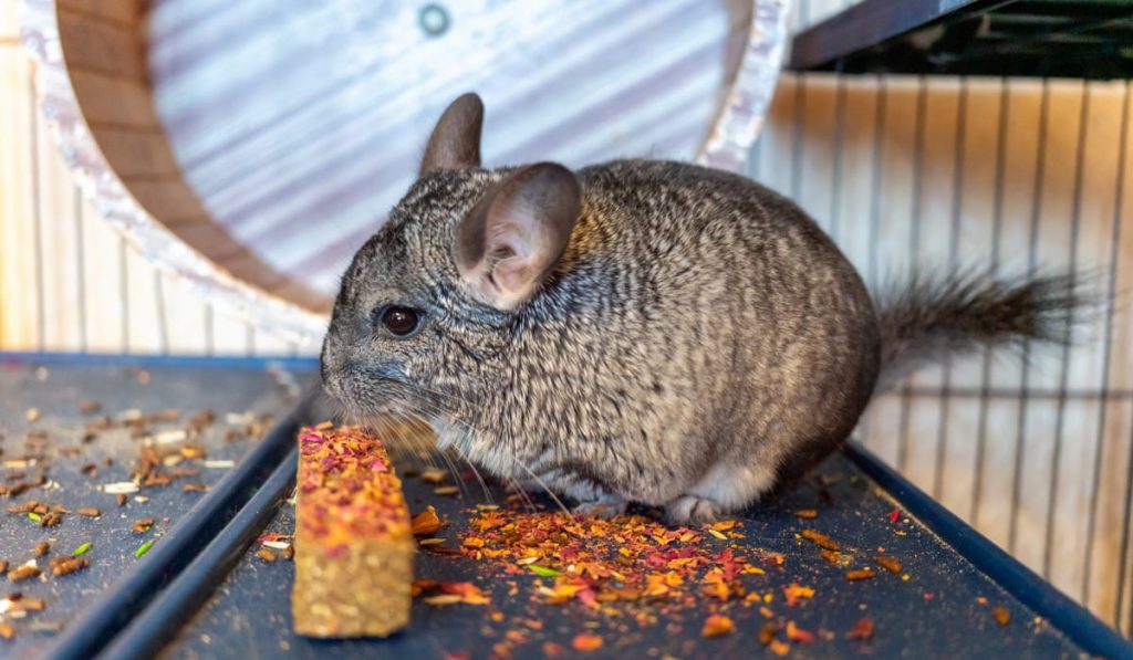 gray chinchilla sits in a cage while eating
