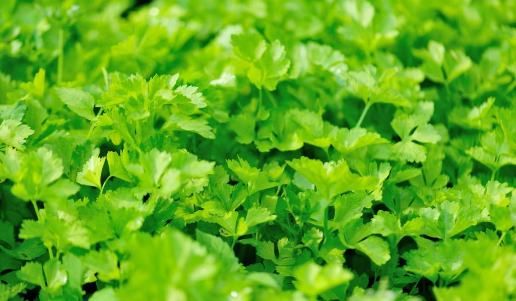 green celery plants in spring garden