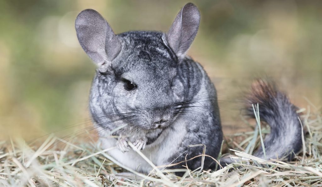 grey chinchilla sitting on straw 