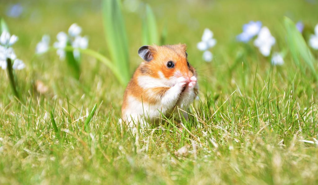 hamster in the garden 