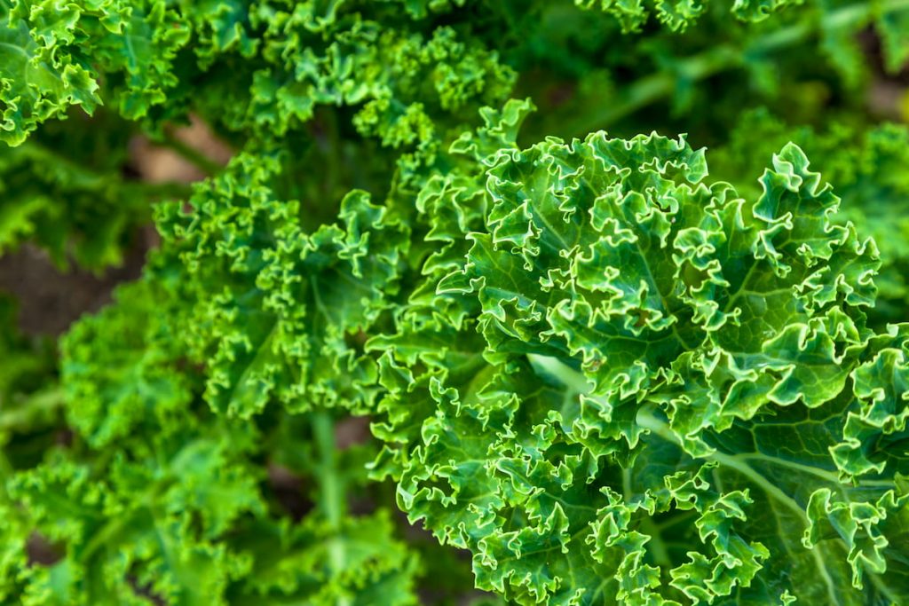 kale plant