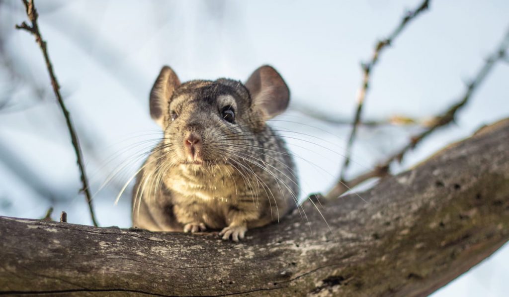 little chinchilla on the branch in the spring 