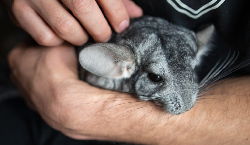 man holding a cute chinchilla 