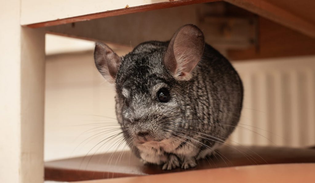 pet chinchilla 