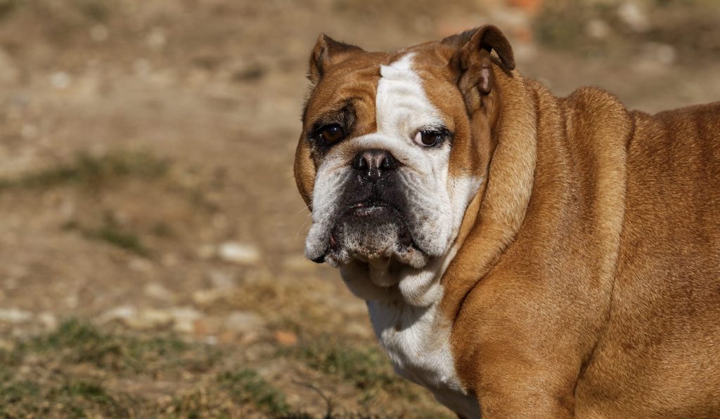  portrait of english bulldog