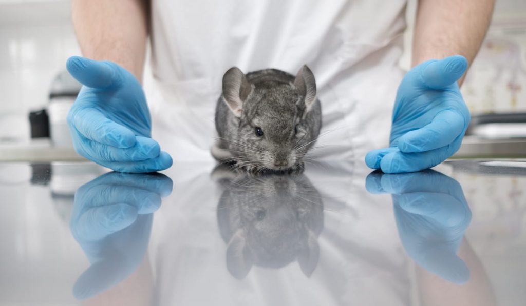 rodent in the hands of a doctor