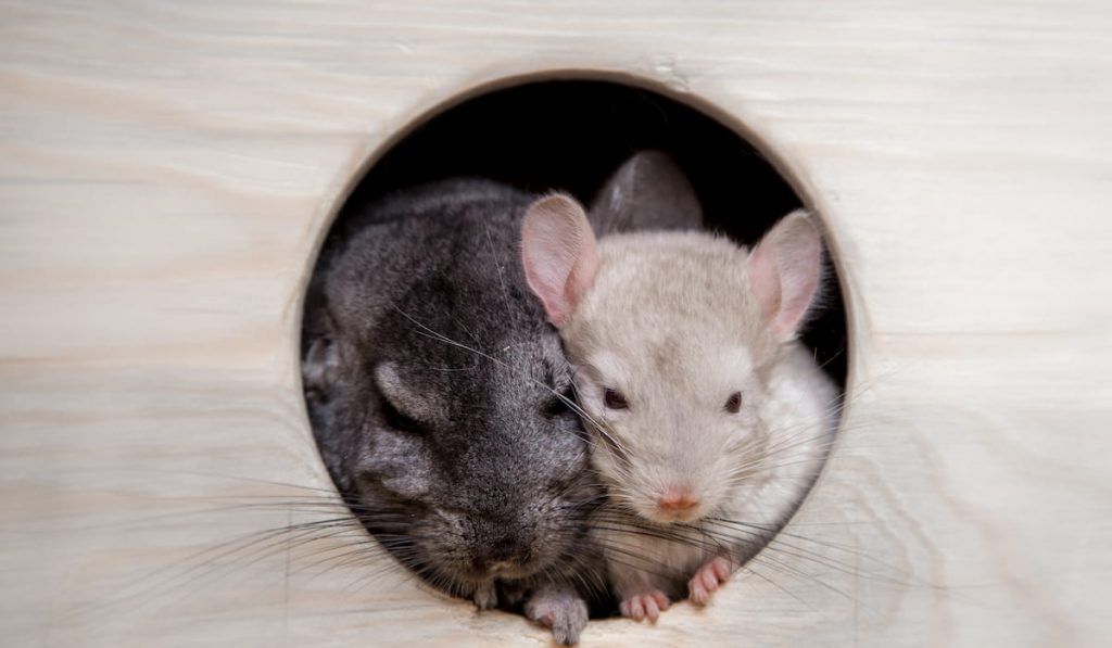 small fluffy chinchillas 