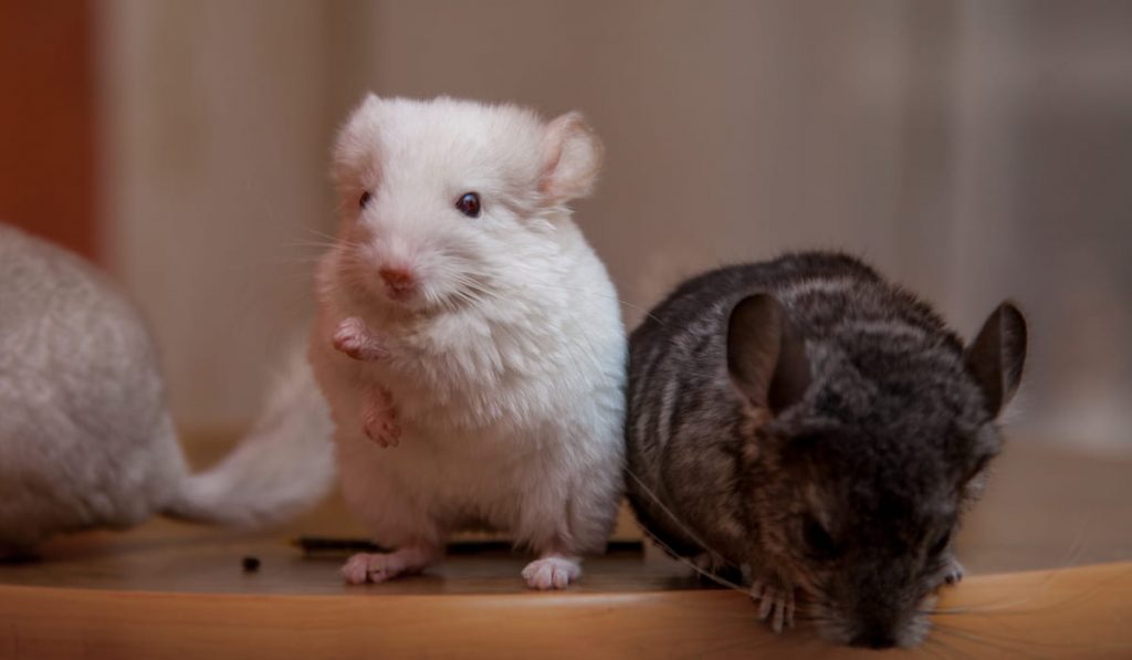 small fluffy chinchillas