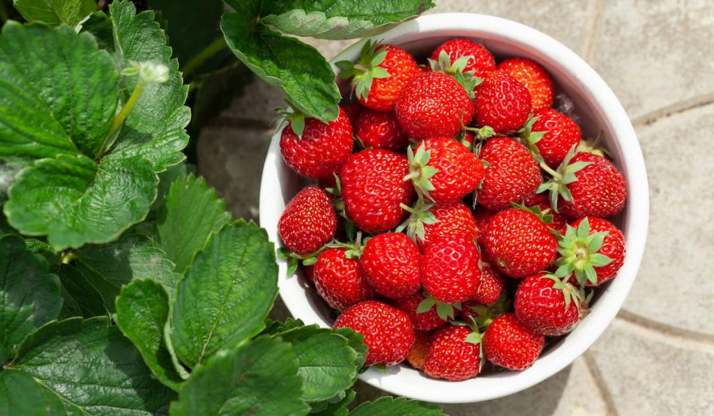 strawberry bowl in strawberry garden 