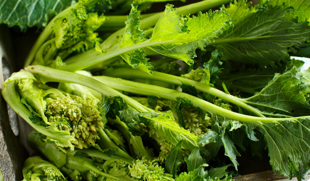 What Vegetables Can Chinchillas Eat? Cheerful Chinchilla