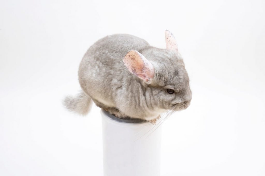 Сute furry chinchilla sitting on white tube 